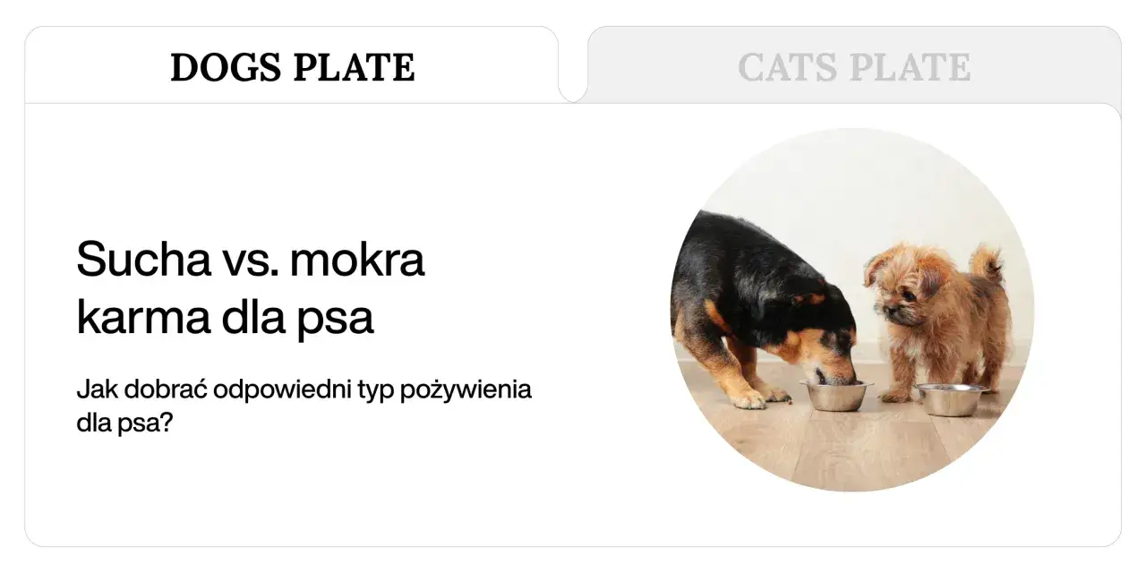 sucha karma dla psa vs namoczona