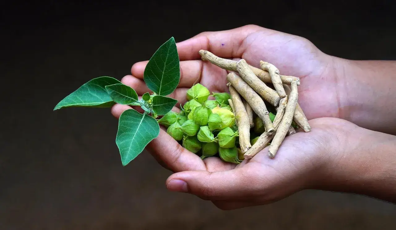 Dłonie trzymają gałązkę z liśćmi, zielone owoce i korzenie ashwagandhy. Czy ashwagandha usypia? To pytanie nurtuje wiele osób szukających naturalnych sposobów na relaks.