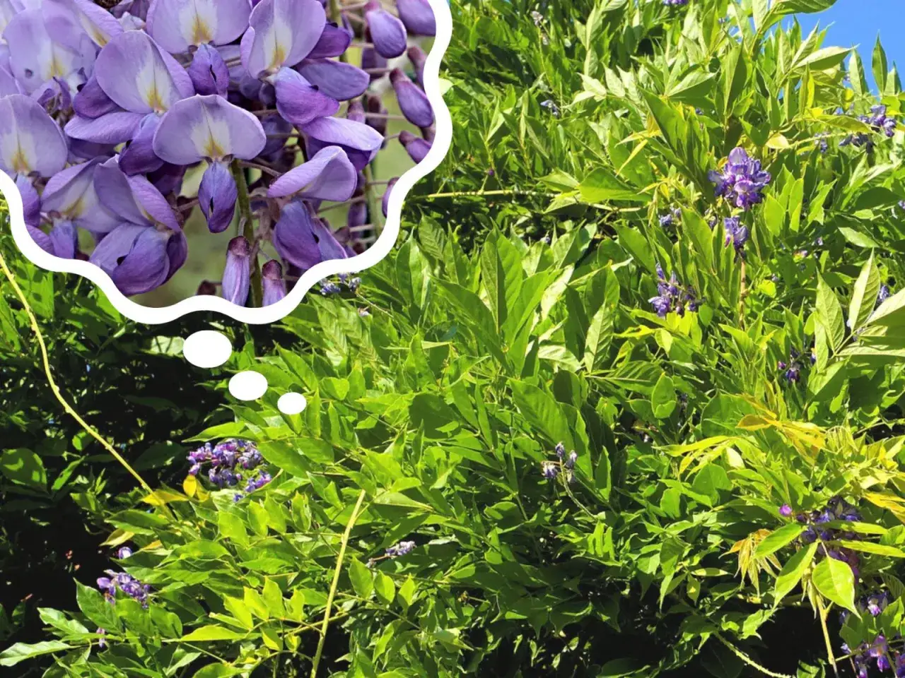 Piękna wisteria w pełnym rozkwicie. Myślę o jej uprawie i przycinaniu, by cieszyć się tym widokiem co roku.