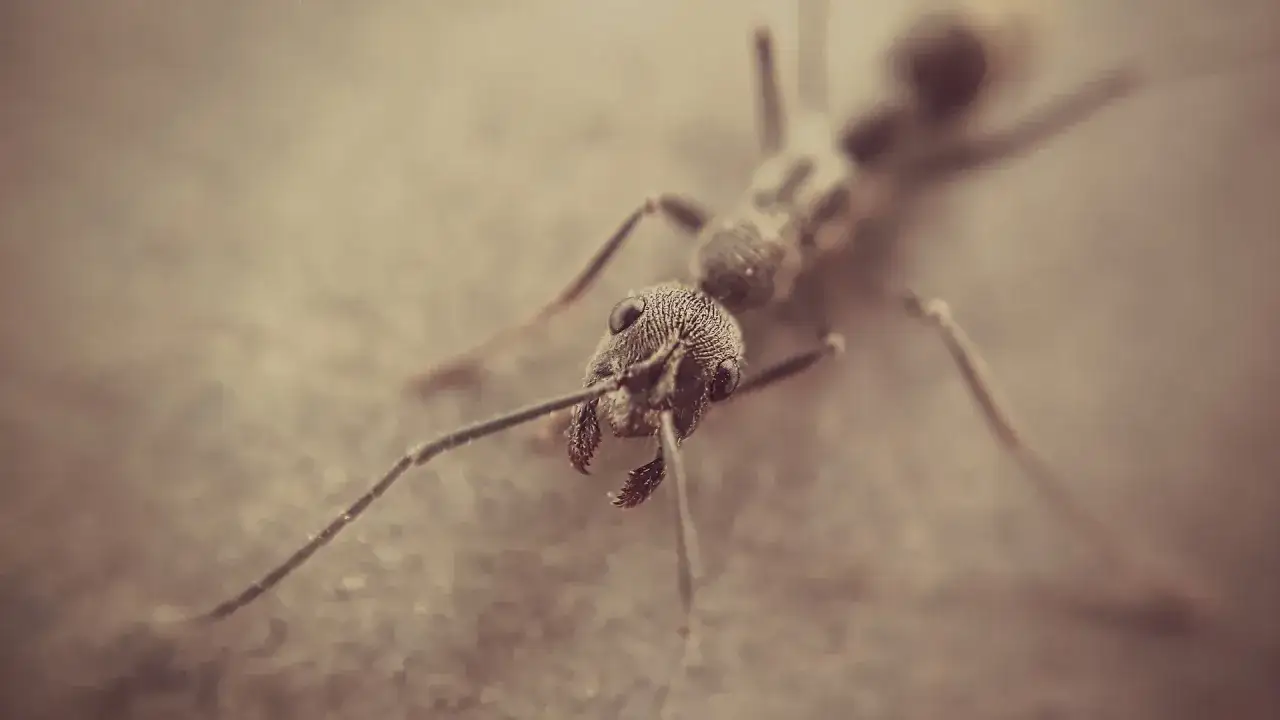 Zdjęcie Ile kosztuje hodowla mrówek? Sprawdź, ile wydasz na start