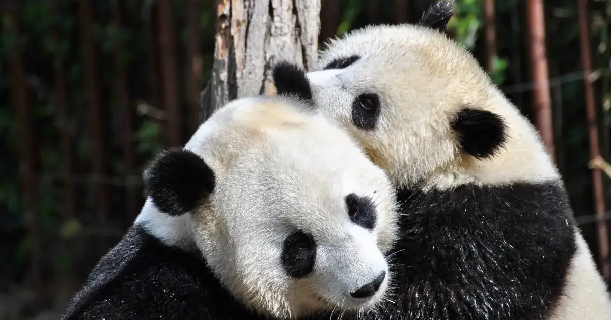 Zdjęcie Czy panda jest zagrożona wyginięciem? Oto prawda o jej statusie ochrony