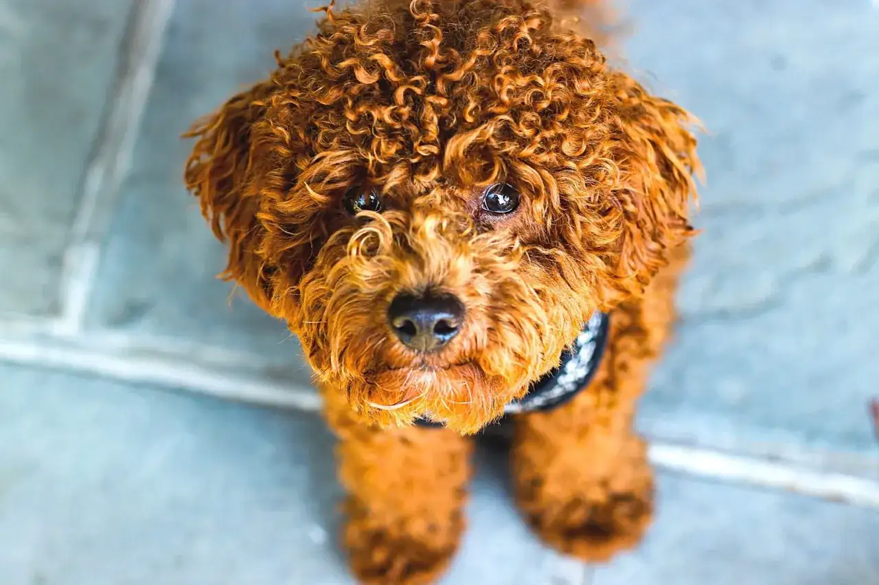 Zdjęcie Psy, które mają włosy a nie sierść: idealne rasy dla alergików