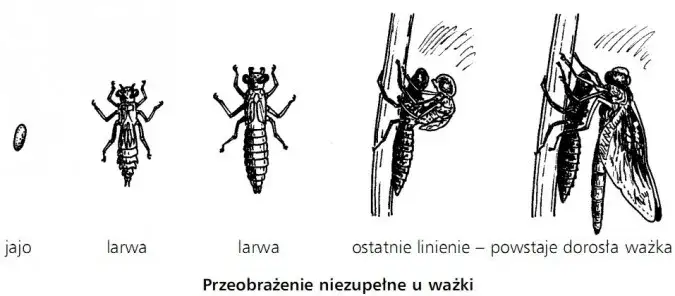 Zdjęcie Jak rozmnażają się zwierzęta? Odkryj fascynujące metody i procesy