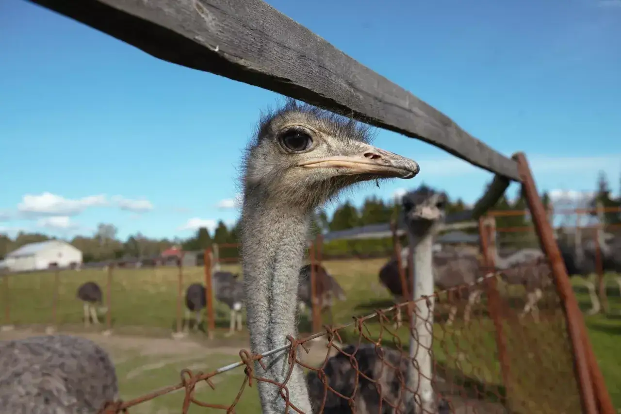 Zdjęcie Hodowla strusi jak zacząć - kluczowe kroki i najczęstsze błędy