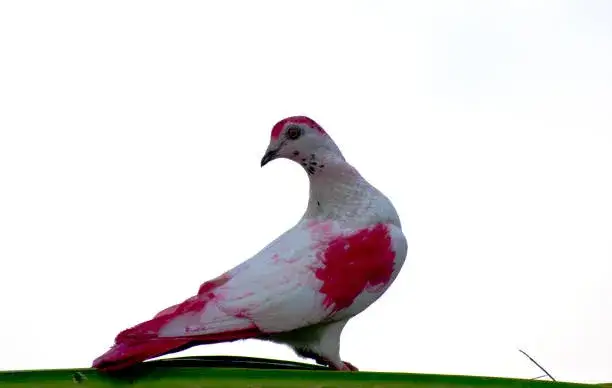 Zdjęcie Jak wytresować gołębia: skuteczne metody i techniki treningowe