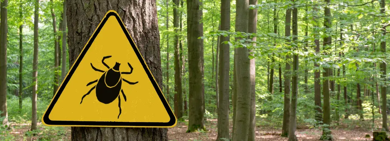 Zdjęcie Co zrobić jak ugryzie kleszcz? Ważne kroki, by uniknąć zakażenia