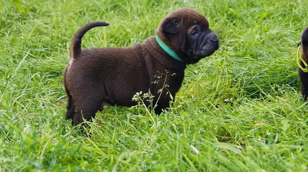 Zdjęcie Ile kosztuje akita amerykańska? Ceny, które mogą cię zaskoczyć