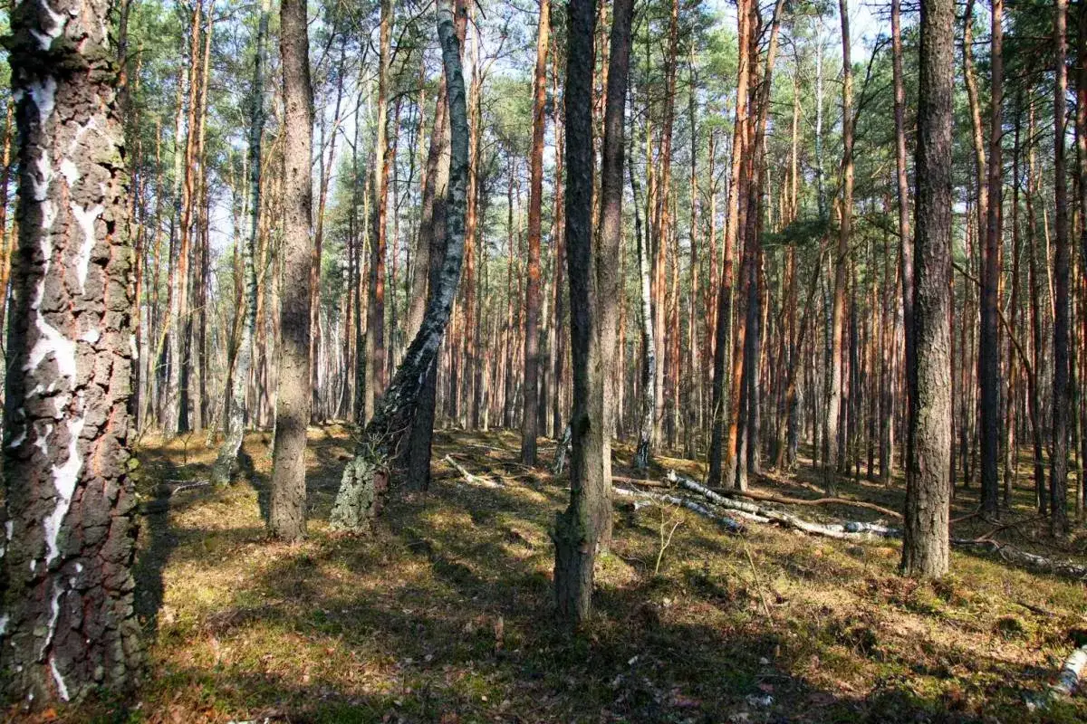 Zdjęcie Rezerwat przyrody Puszcza Słupecka - unikalne bogactwo przyrody i ochrona