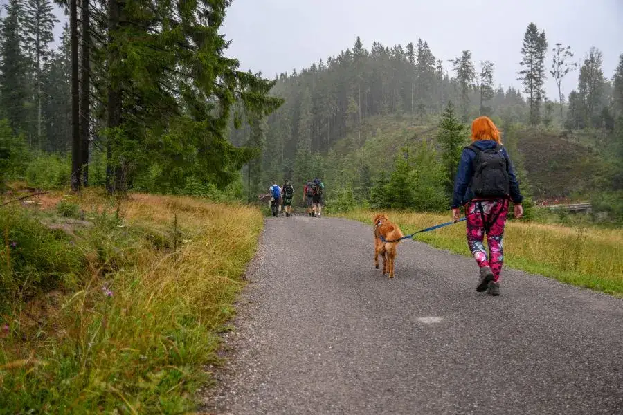 Zdjęcie Babia Góra czy można z psem? Ograniczenia i trasy dla psów