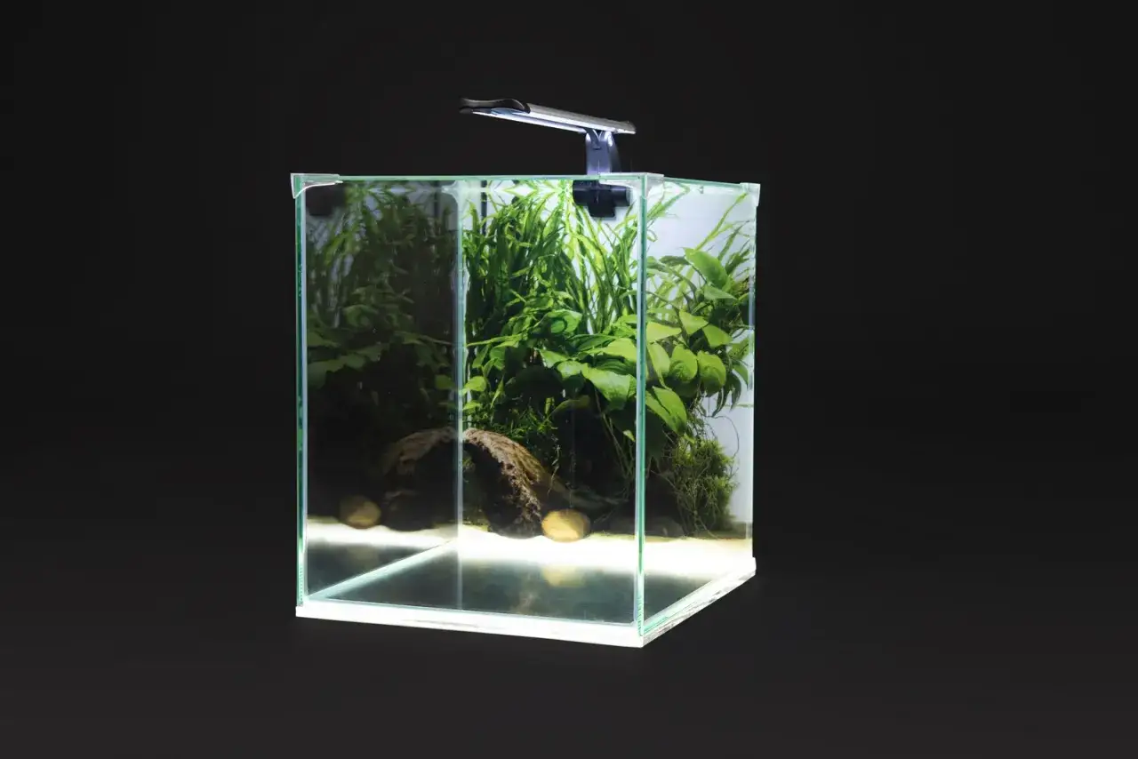 zestaw akwariowy dla początkujących