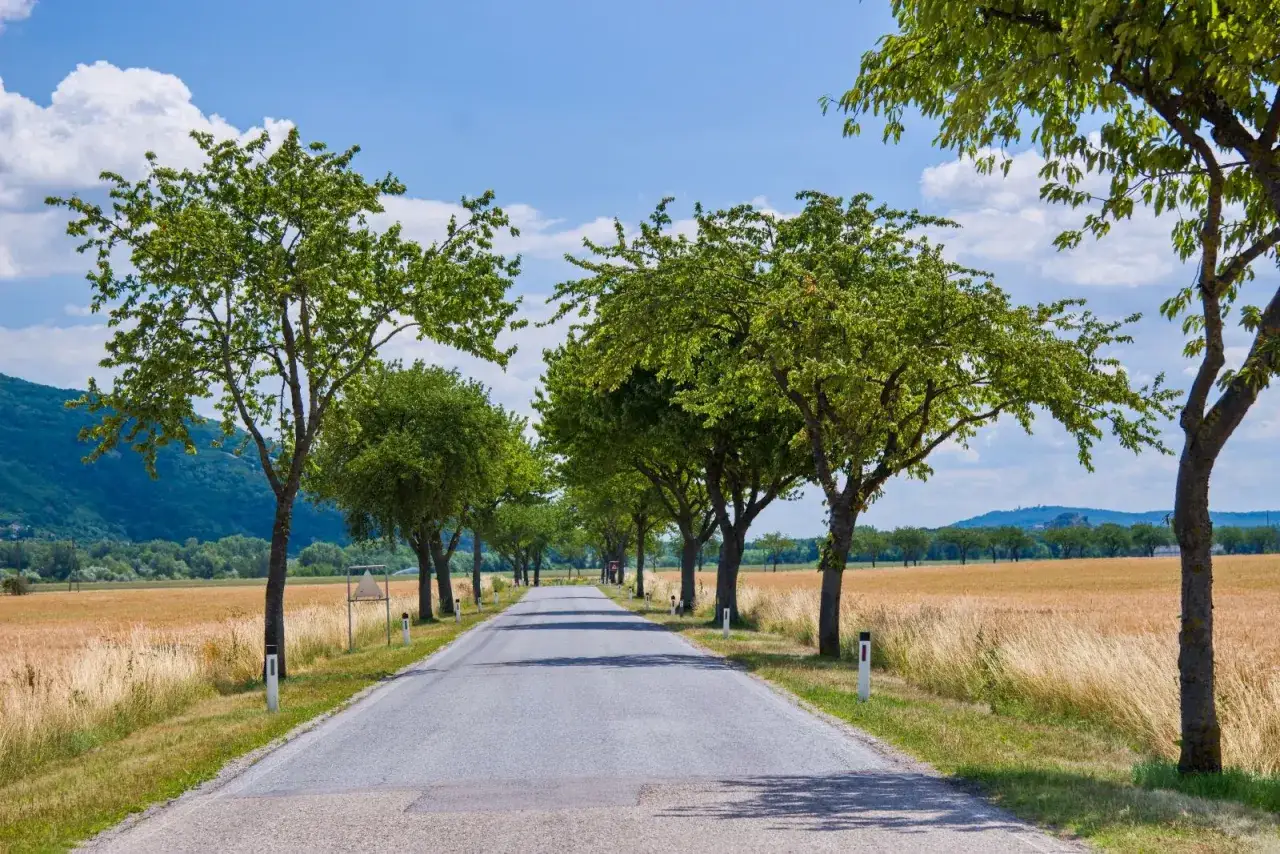 Aleja drzew wzdłuż drogi, jak służebność drogi w akcie notarialnym, zapewnia dostęp.