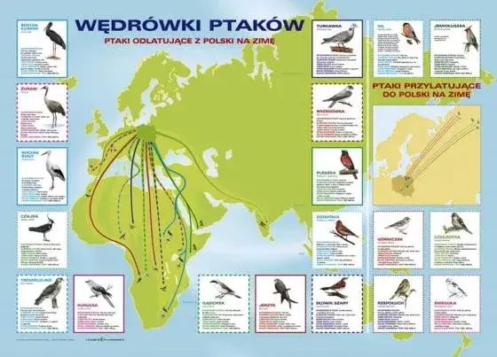 kalendarz przylot&oacute;w ptak&oacute;w do polski infografika