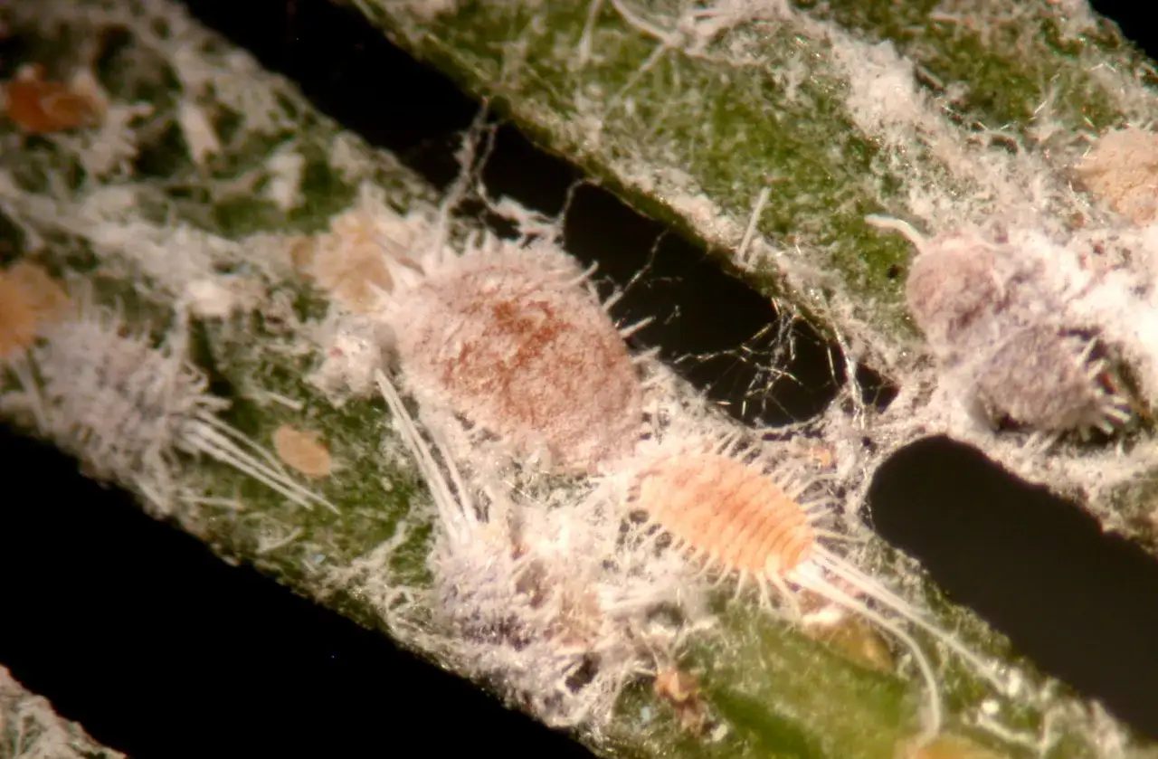 Makro zbliżenie pokazuje, jak wyglądają czerwce: owalne, pokryte białym, woskowym nalotem, żerujące na zielonych igłach.