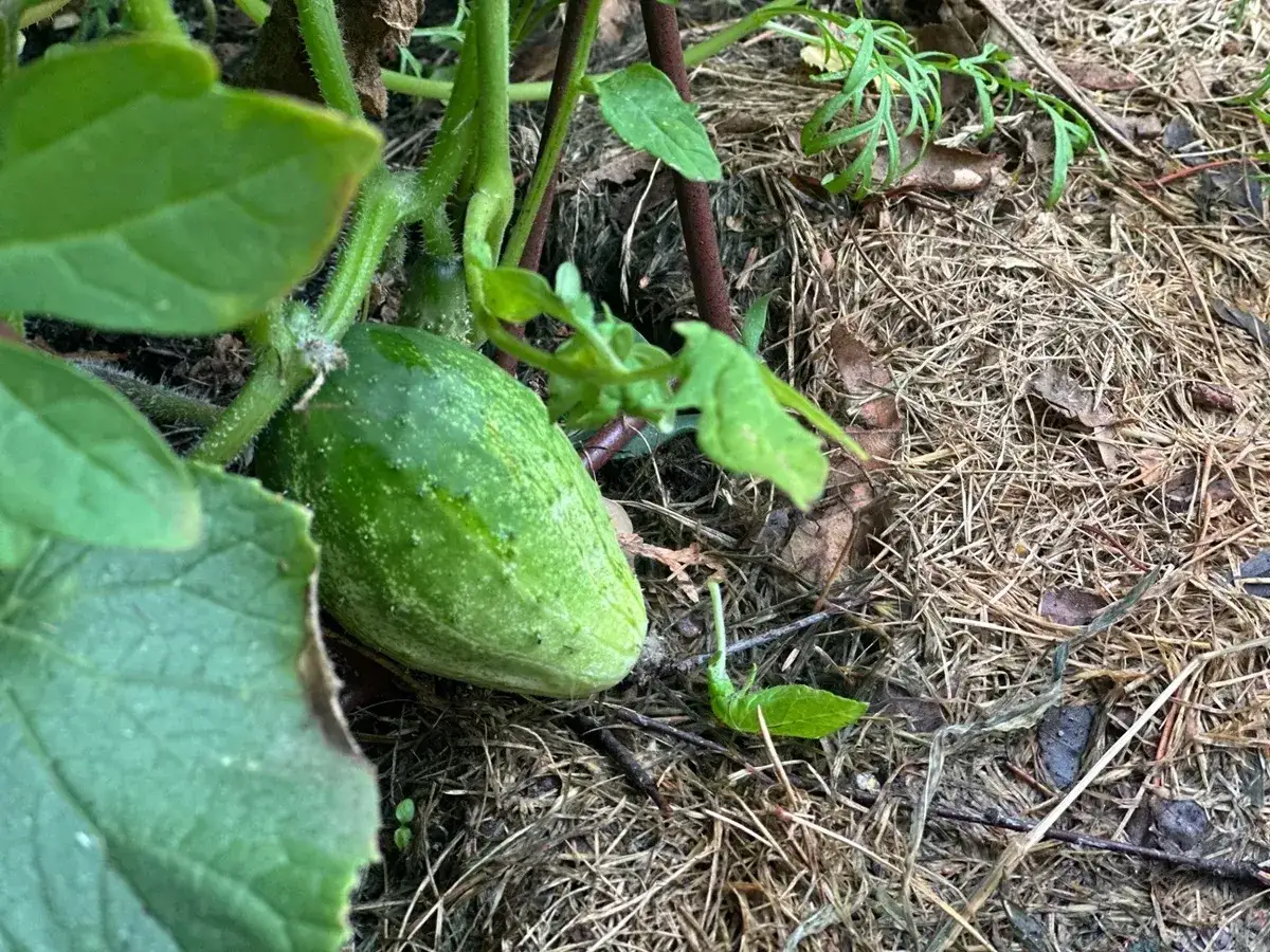 Mały ogórek na łodydze, otoczony liśćmi i ściółką. Zastanawiasz się, dlaczego ogórki nie rosną? Może potrzebują więcej słońca lub wody.
