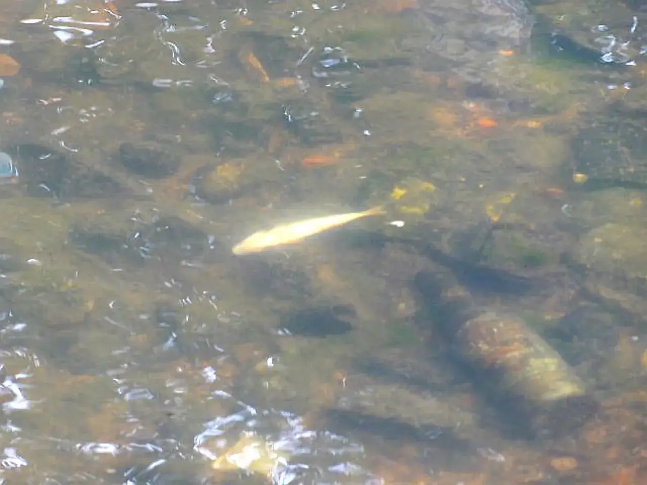 czysta woda w rzece ryby