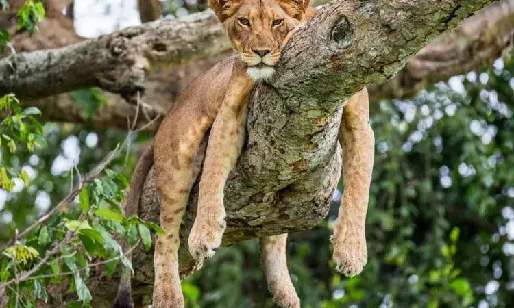 Uganda safari zwierzęta