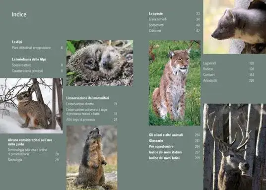 Mammiferi alpini Italia