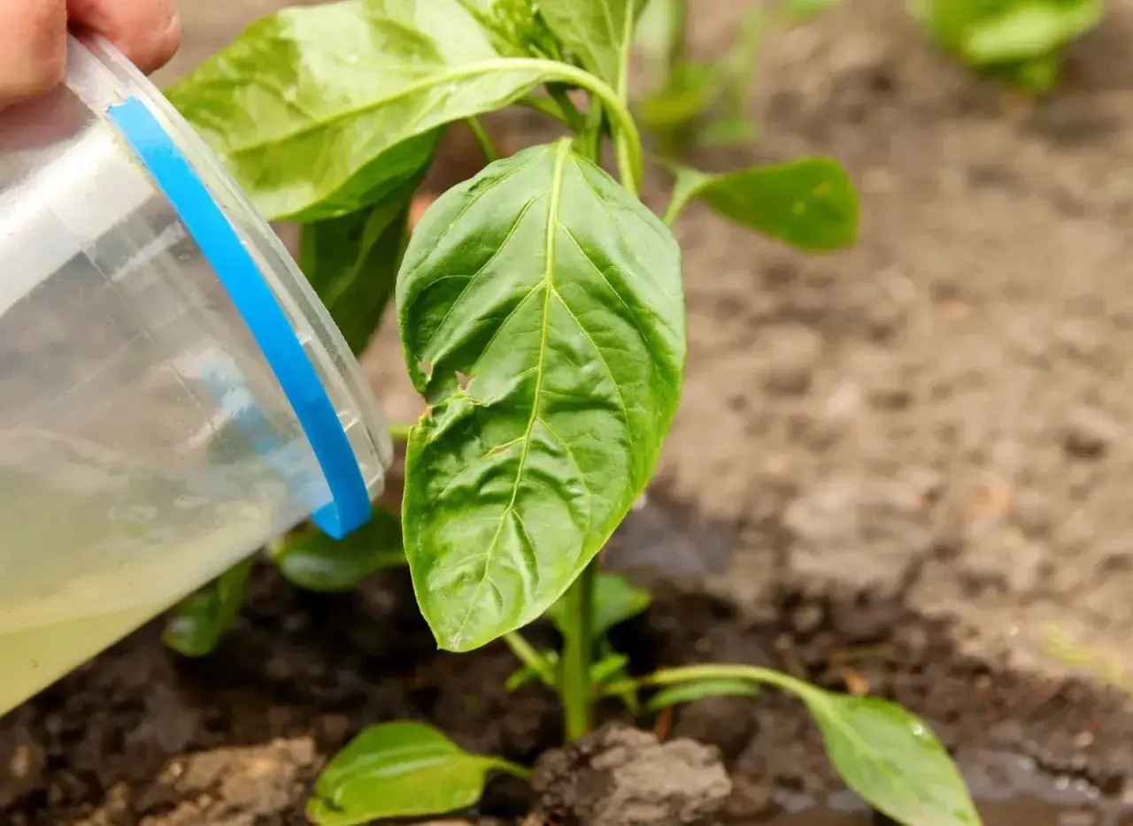 Podlewanie młodej papryki płynnym nawozem. Dowiedz się, jak zrobić płynny nawóz z obornika granulowanego, by wzmocnić rośliny.
