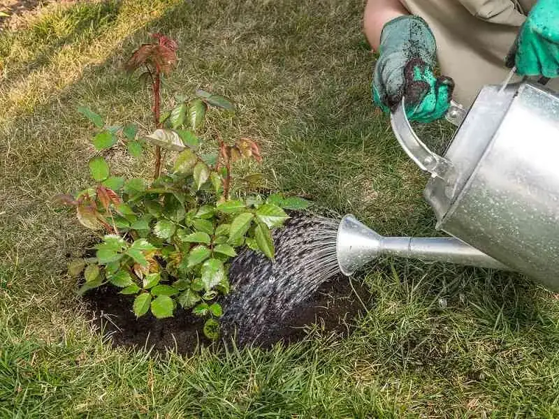 rozcieńczanie nawozów naturalnych
