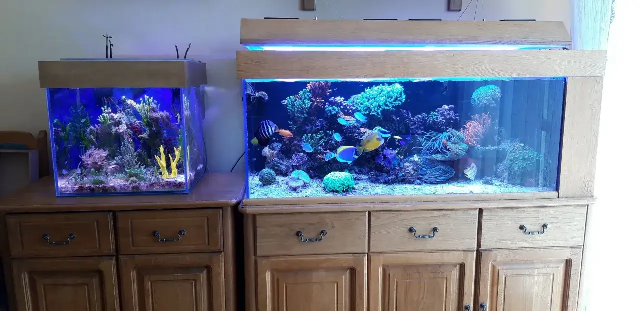 Dwa akwaria morskie z rybami i koralowcami. W mniejszym akwarium widać koniki morskie, które żyją w takich pięknych, sztucznych środowiskach.