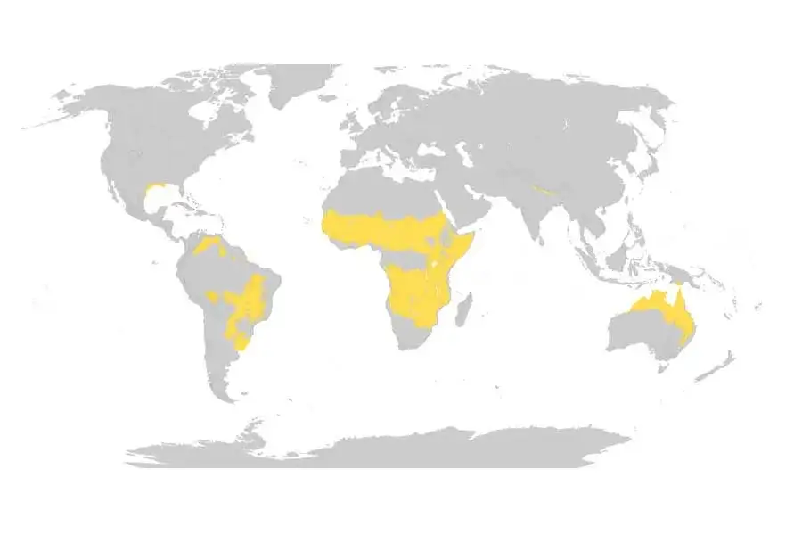 Zdjęcie Jaki jest klimat na sawannie? Poznaj zaskakujące zmiany sezonowe