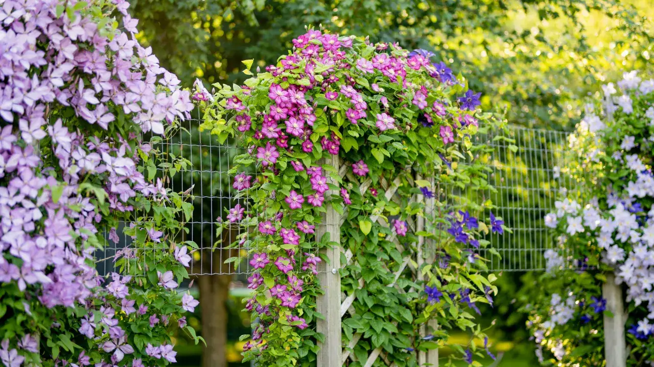 pnącza na siatce ogrodzeniowej