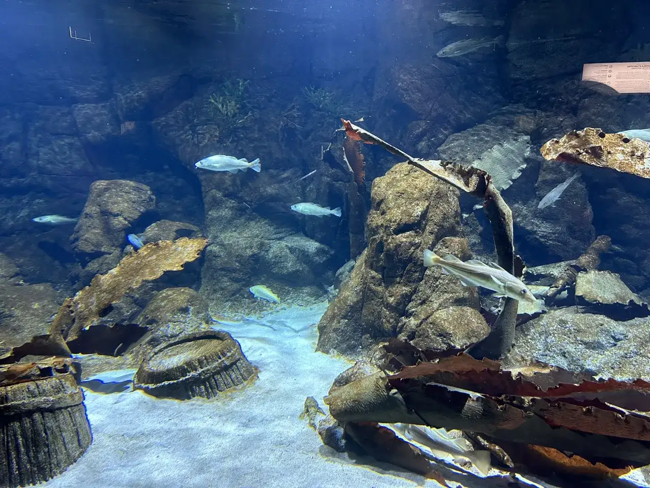 Akwarium Gdyńskie wnętrze ekspozycja ryby