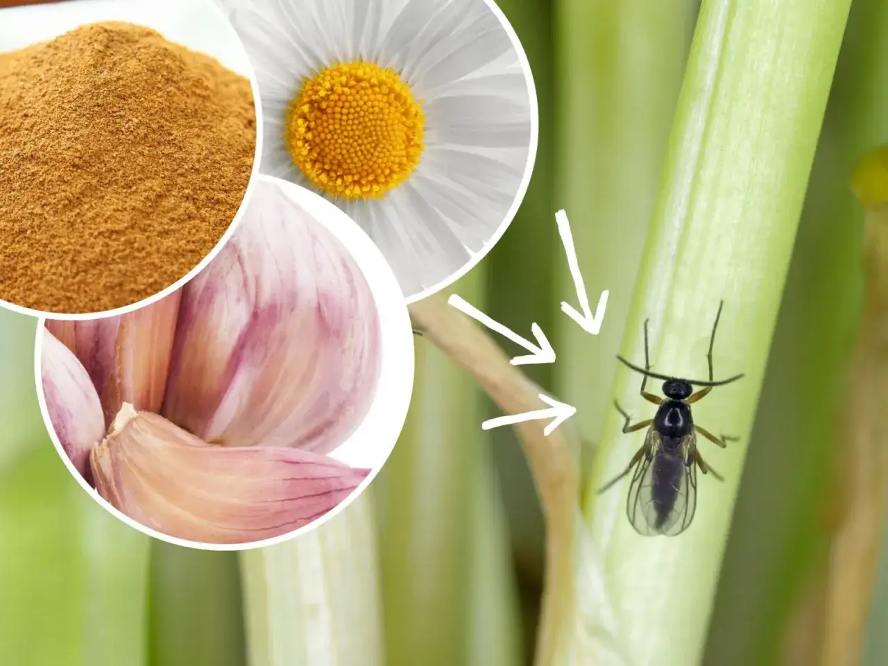 Naturalne sposoby na ziemi&oacute;rki: czosnek, rumianek i proszek. Strzałki wskazują szkodnika na łodydze.