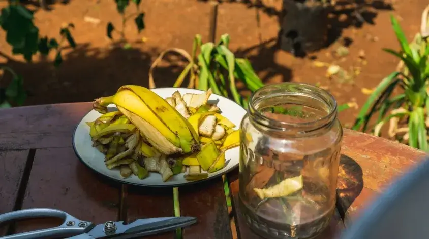 suszony proszek ze skórek banana
