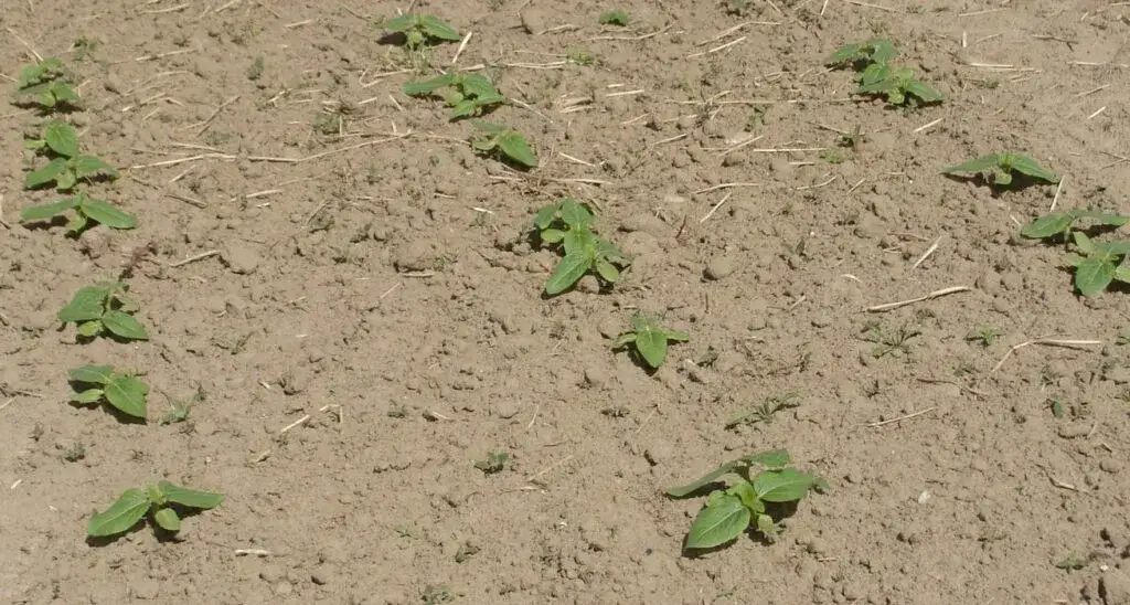 słonecznik jadalny przygotowanie gleby do siewu