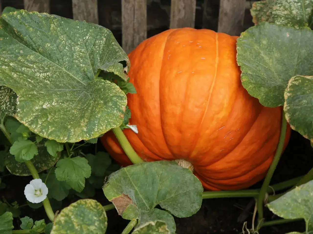 Duża, pomarańczowa dynia wśród zielonych liści. Warto poznać jej dynia właściwości zdrowotne.