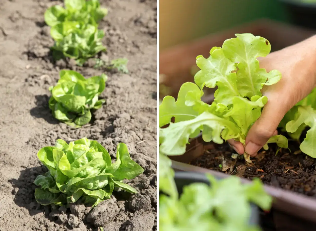 Zdjęcie Jak siać sałatę: sprawdzone metody i unikaj najczęstszych błędów