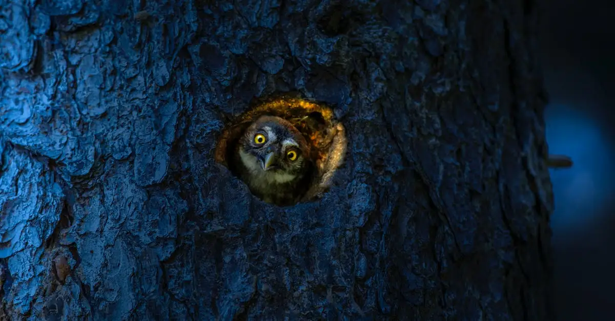  Sowa - symbol mądrości, tajemniczości i intuicji. Jakie ma znaczenie w kulturze i religii?