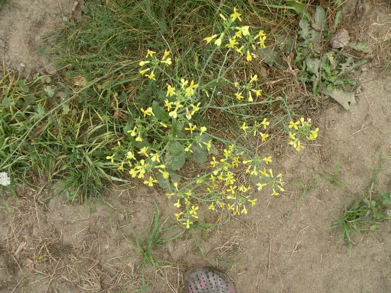 rzodkiew świrzepa identyfikacja liście kwiaty