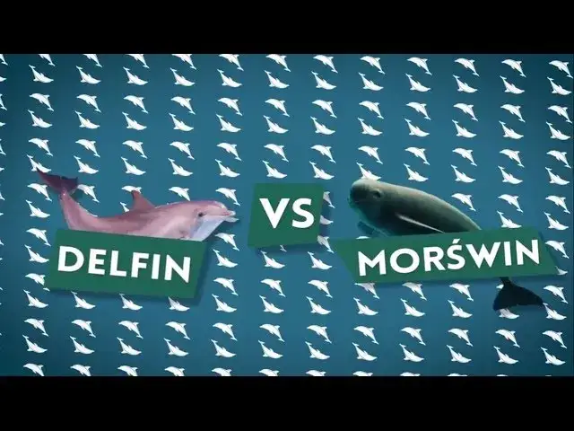 delfin vs morświn porównanie