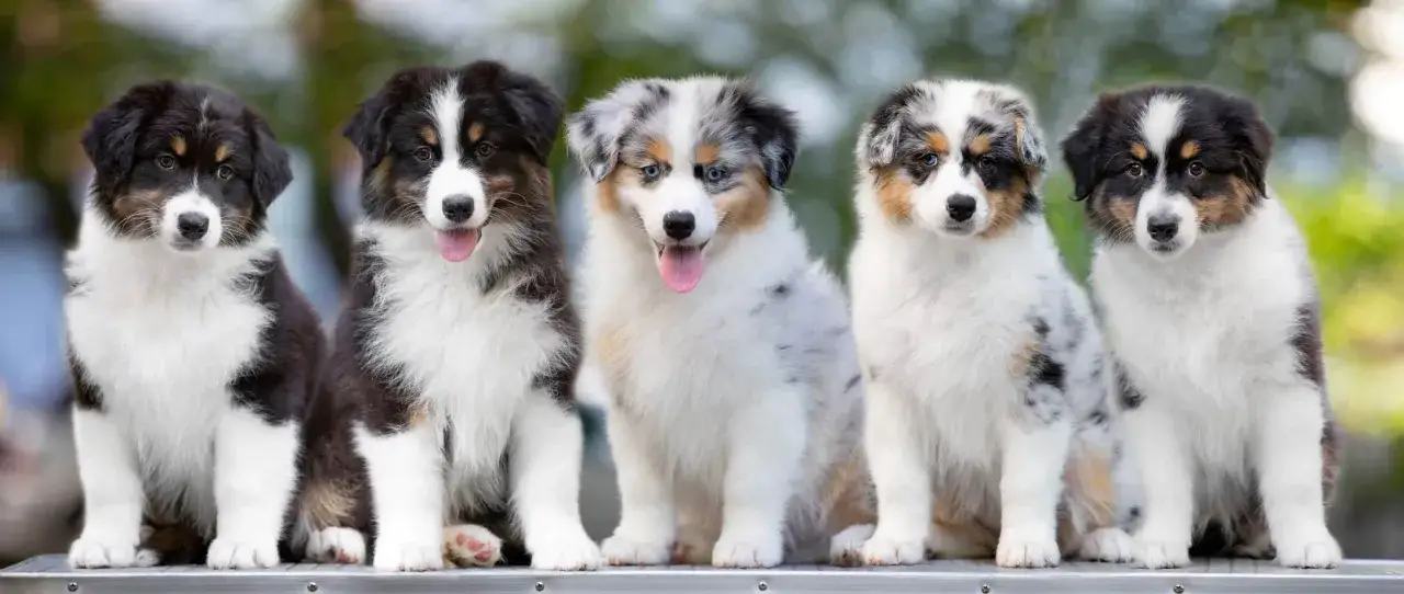 Pięć szczeniąt rasy Australian Shepherd siedzi w rzędzie. Chcesz wiedzieć, jak sprawdzić hodowlę ps&oacute;w? Zacznij od tych uroczych maluch&oacute;w!