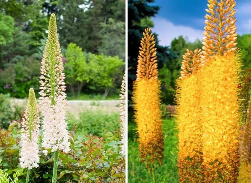 r&oacute;żne odmiany pustynnika kolory