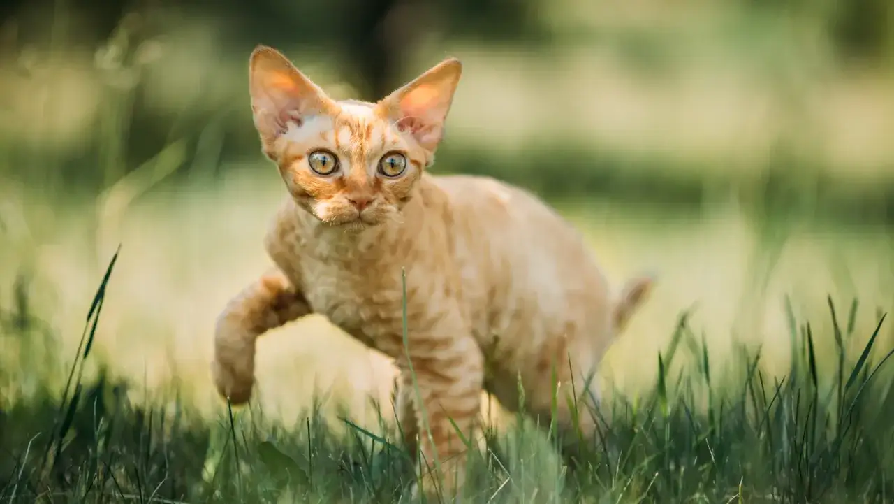 Dorosły Devon Rex rudy