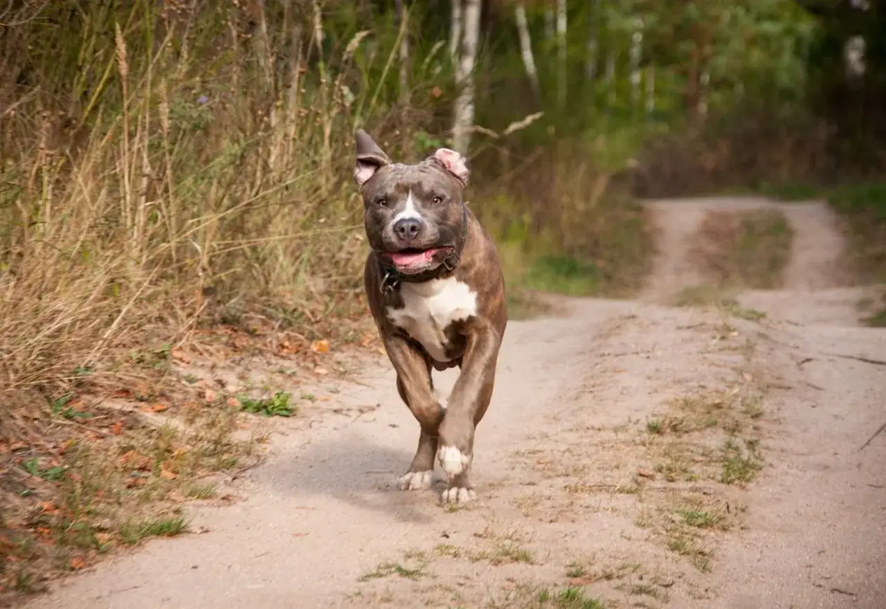 Uśmiechnięty amstaff z właścicielem na spacerze
