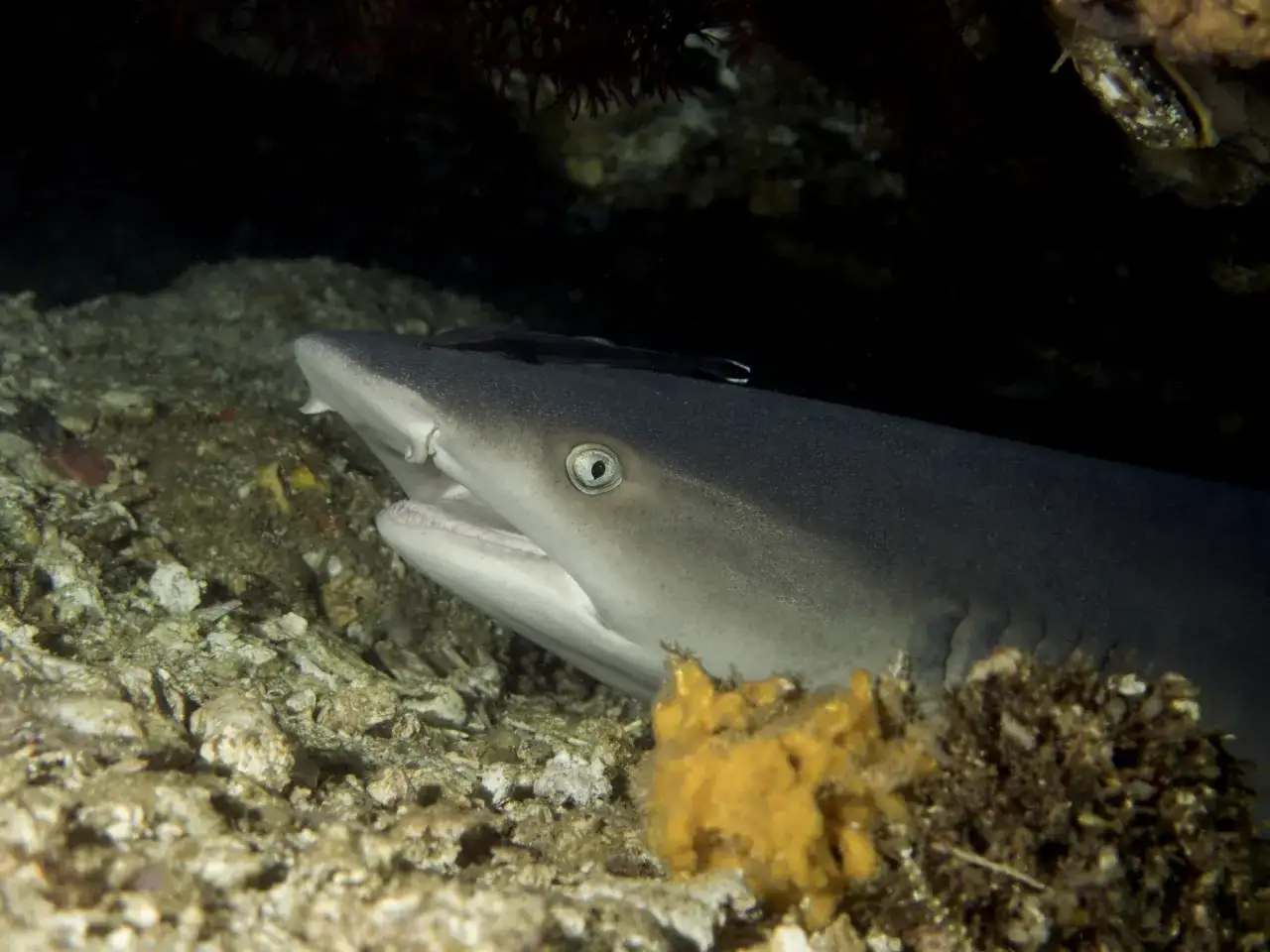 Pytanie: czy na Zanzibarze są rekiny? Ten rekin z Zanzibarze odpoczywa na dnie morskim, otoczony koralowcami i gąbkami.