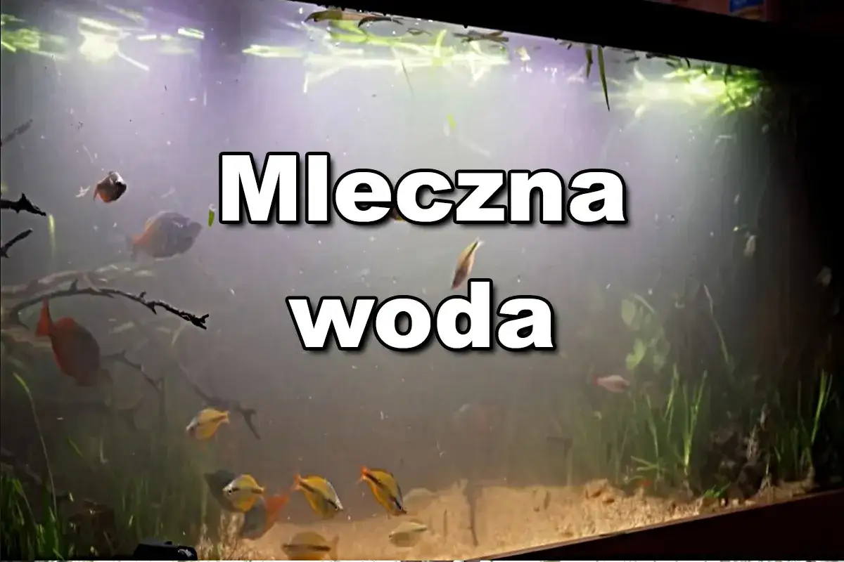 akwarium mleczna woda przyczyny