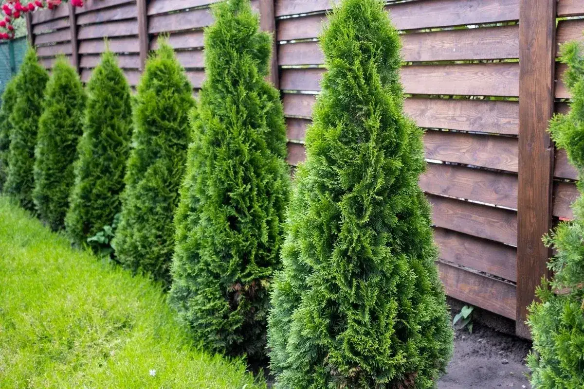 Zadbaj o swoje tuje, stosując odpowiedni naw&oacute;z. Zdjęcie przedstawia rząd zielonych, stożkowatych tui rosnących przy drewnianym płocie.