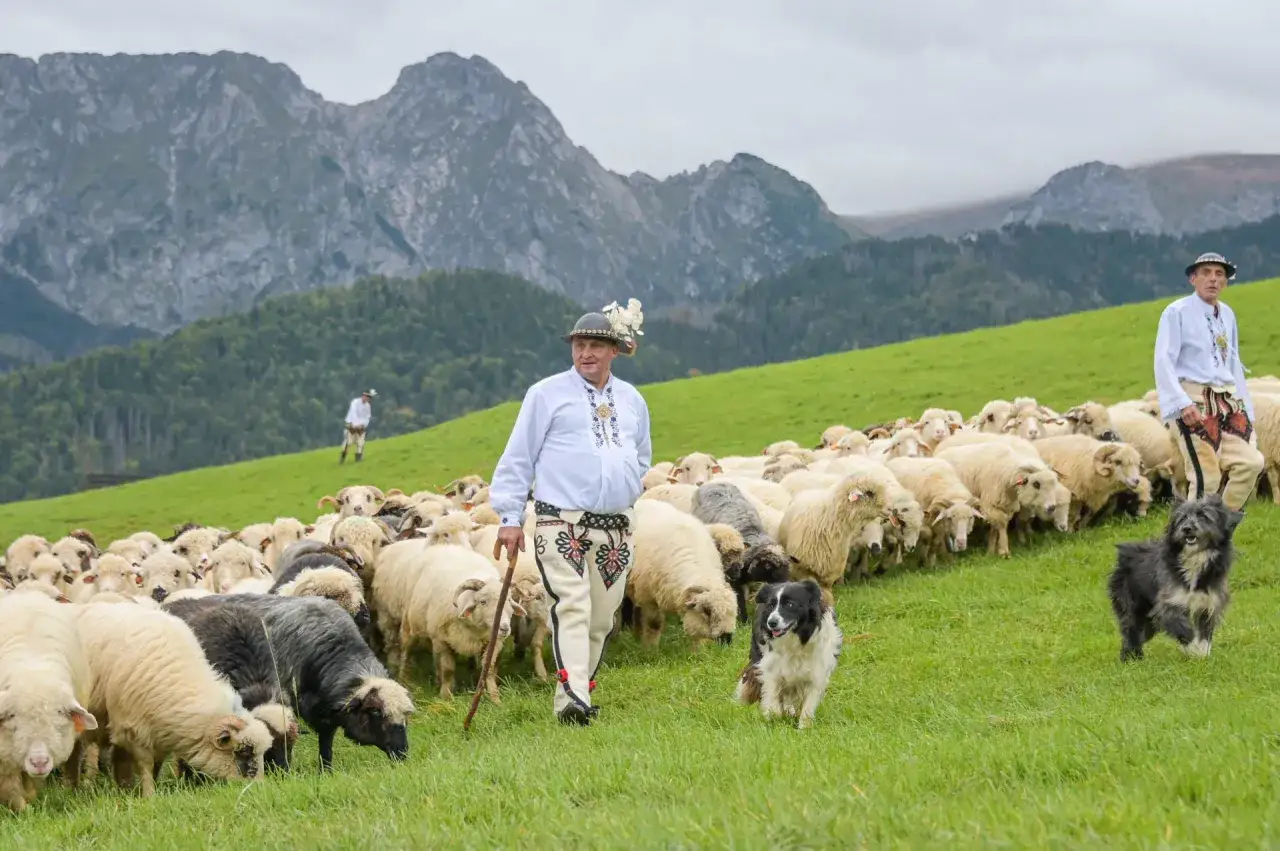 Baca w g&oacute;rach z owcami