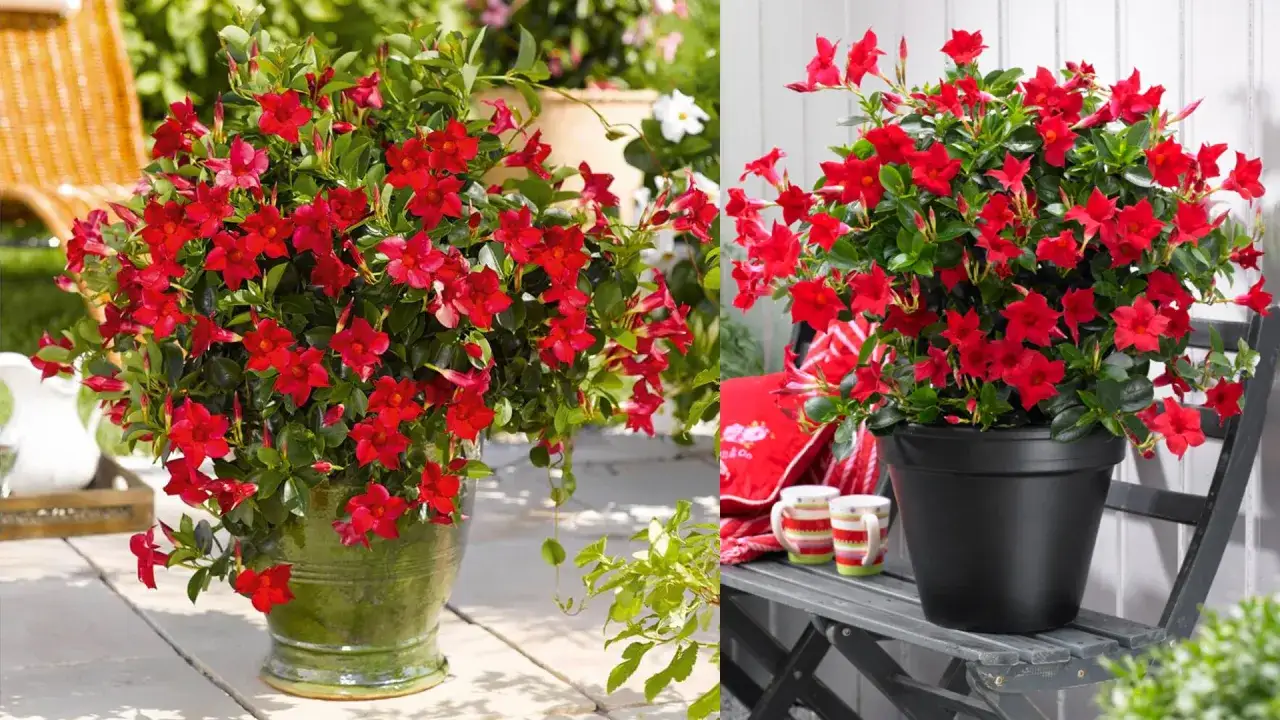 Dwa bujne krzewy kwitnącej dipladenii (Sundaville) w intensywnym kolorze czerwonym. Wskaz&oacute;wki dotyczące zimowania kwiat&oacute;w Sundaville.