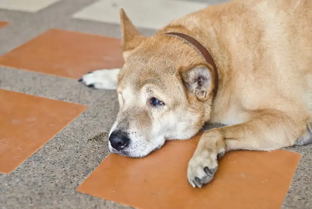 pies cierpiący objawy b&oacute;lu
