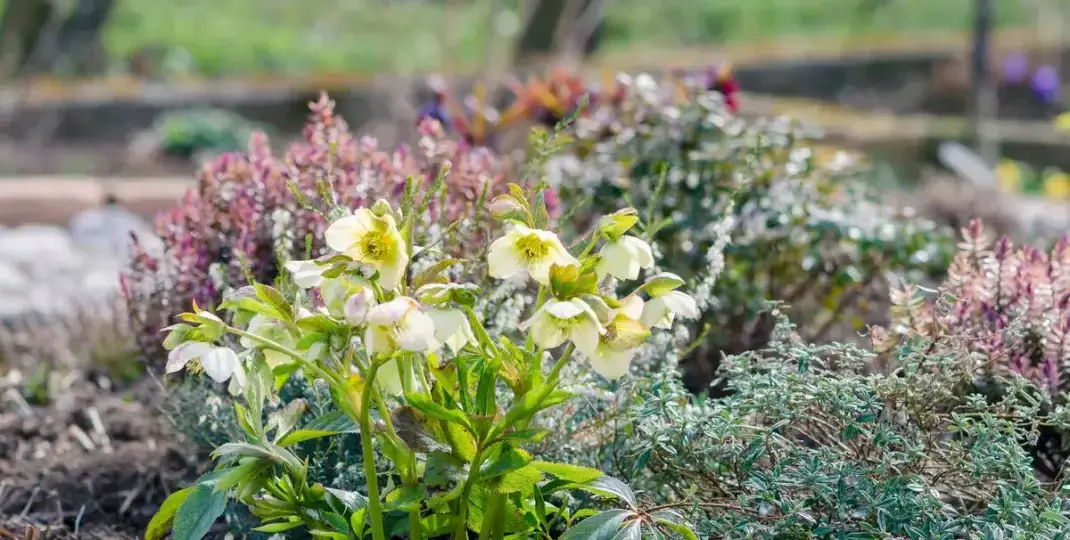 Ciemierniki w ogrodzie jesienią