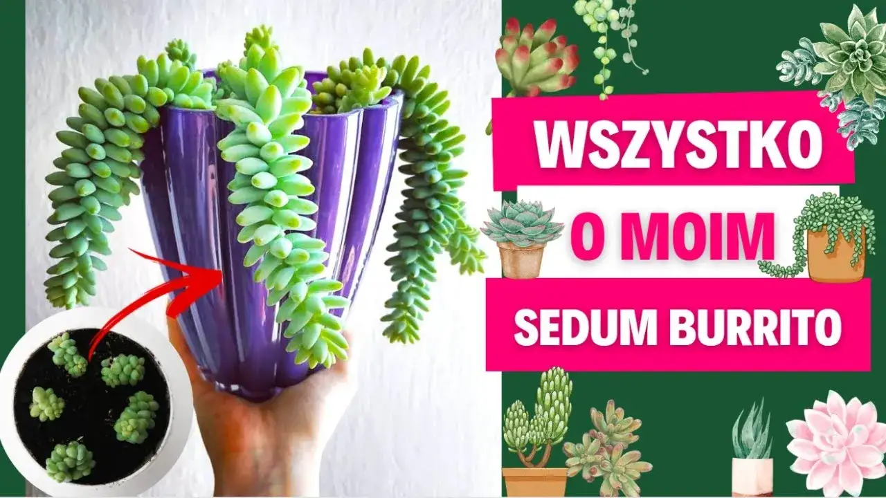 Zdjęcie Kwiat burrito - egzotyczny składnik w mieszankach herbacianych