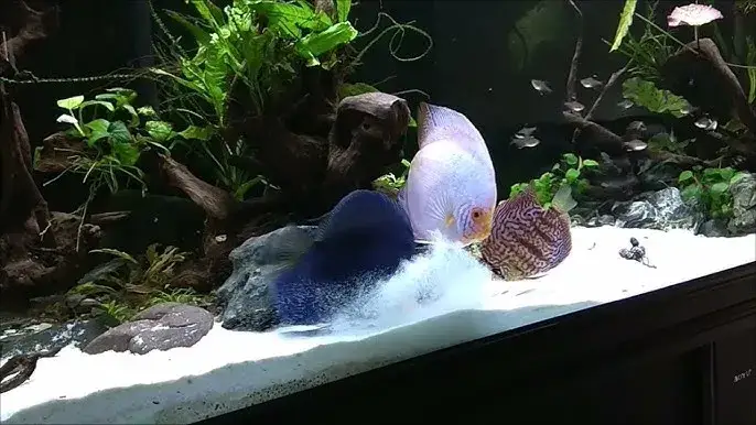 piasek i żwirek akwariowy por&oacute;wnanie