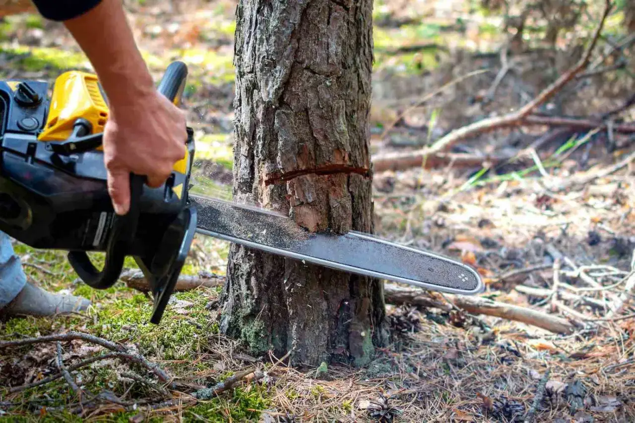 Wycinka drzew na działce budowlanej. Piła łańcuchowa przecina pień drzewa, przygotowując teren pod budowę.