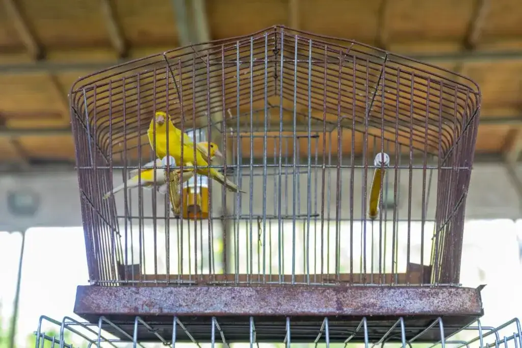 zdrowy kanarek w klatce